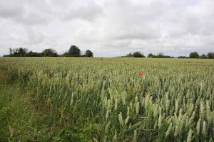 WWGC hoog gras